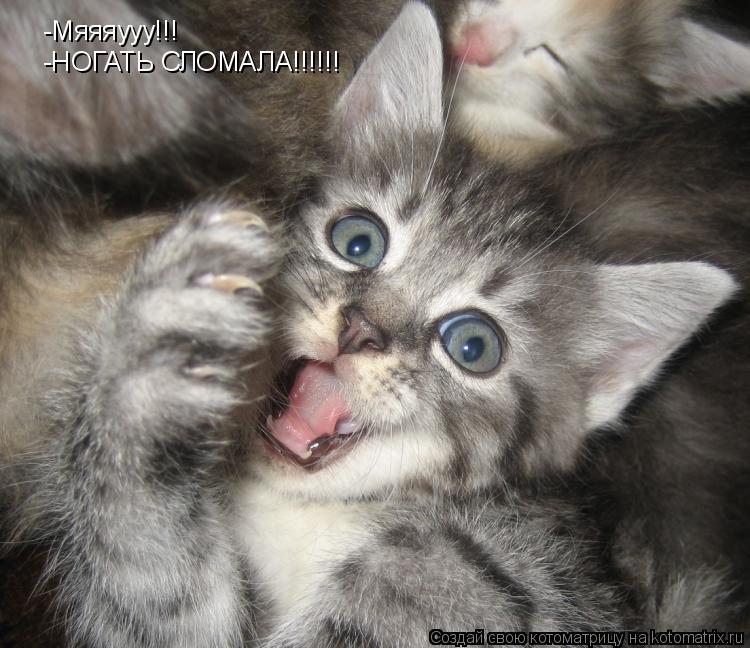 -Мяяяууу!!! -НОГАТЬ СЛОМАЛА!!!!!!... Котоматрица: -Мяяяууу!!! -НОГАТЬ СЛОМАЛА!!!!!!