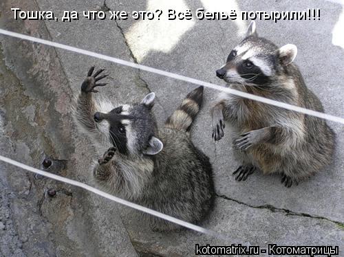 Тошка, да что же это? Всё бельё потырили!!!... Котоматрица: Тошка, да что же это? Всё бельё потырили!!!
