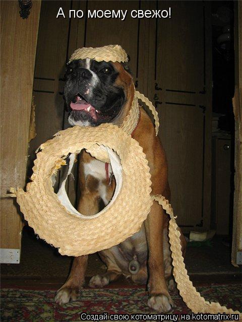 А по моему свежо!... Котоматрица: А по моему свежо!
