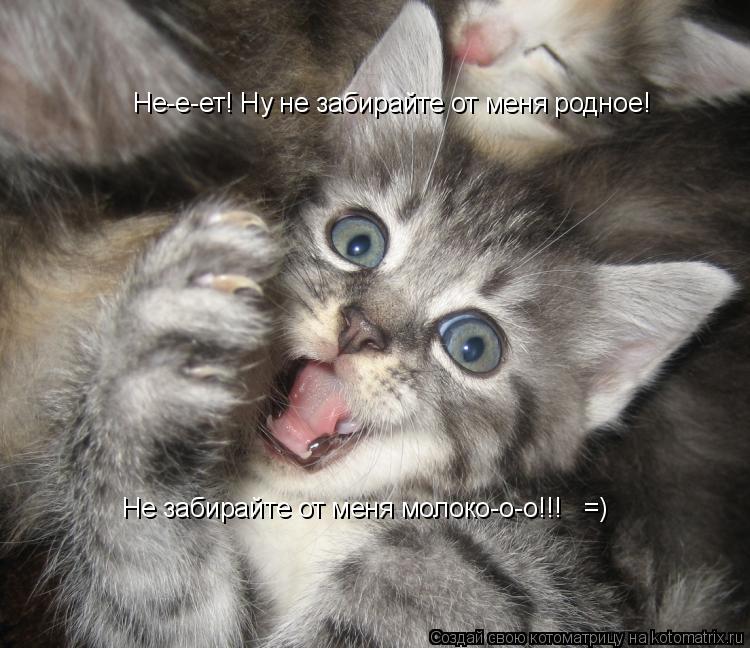 Не-е-ет! Ну не забирайте от меня родное! Не забирайте от меня молоко-о-о!!! =)... Котоматрица: Не-е-ет! Ну не забирайте от меня родное! Не забирайте от меня молоко-о-о!!! =)