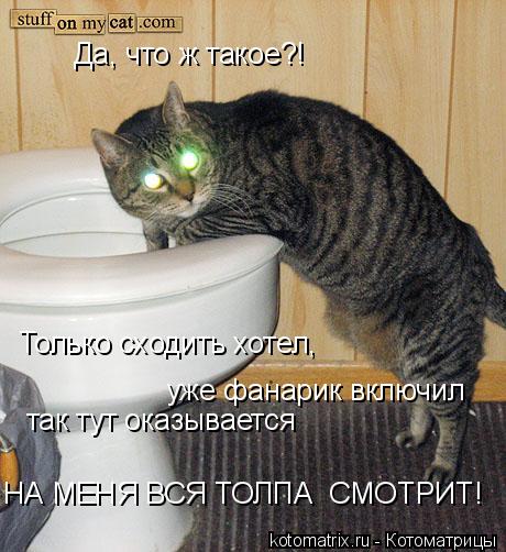Да, что ж такое?! Только сходить хотел, уже фанарик включил так тут оказывается НА МЕНЯ ВСЯ ТОЛПА СМ... Котоматрица: Да, что ж такое?! Только сходить хотел, уже фанарик включил так тут оказывается НА МЕНЯ ВСЯ ТОЛПА СМОТРИТ!