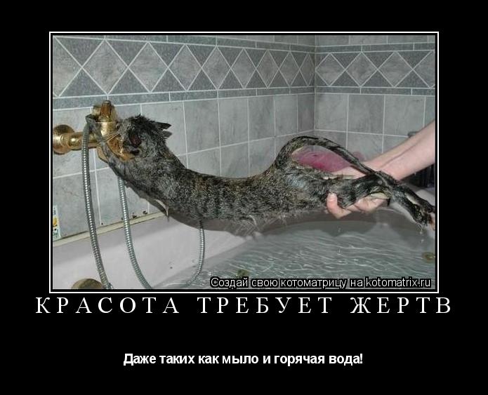 Красота требует жертв Даже таких как мыло и горячая вода!... Котоматрица: Красота требует жертв Даже таких как мыло и горячая вода!