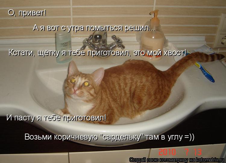 О, привет! А я вот с утра помыться решил... Кстати, щётку я тебе приготовил, это мой хвост! И пасту я... Котоматрица: О, привет! А я вот с утра помыться решил... Кстати, щётку я тебе приготовил, это мой хвост! И пасту я тебе приготовил! Возьми коричневую "сардел