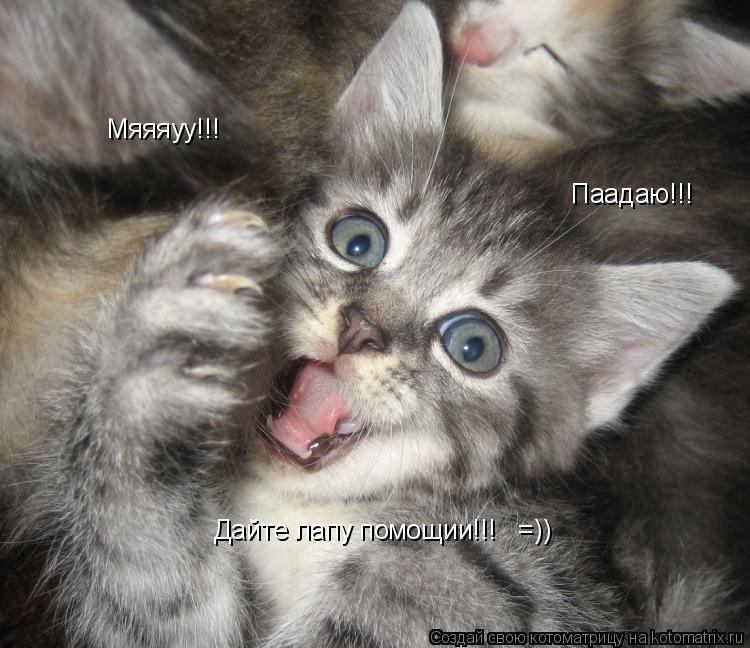 Мяяяуу!!! Паадаю!!! Дайте лапу помощии!!! =))... Котоматрица: Мяяяуу!!! Паадаю!!! Дайте лапу помощии!!! =))