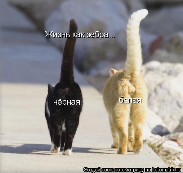 Жизнь как зебра... чёрная белая... Котоматрица: Жизнь как зебра... чёрная белая