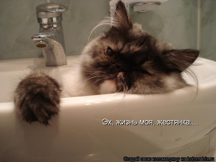 Эх, жизнь моя, жестянка....... Котоматрица: Эх, жизнь моя, жестянка....