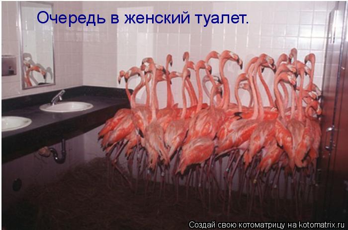 Очередь в женский туалет.... Котоматрица: Очередь в женский туалет.