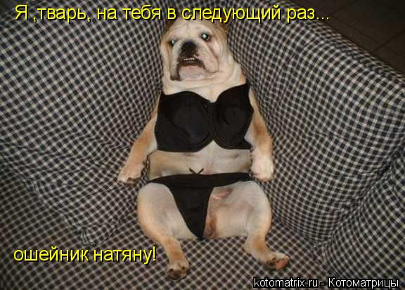 Я ,тварь, на тебя в следующий раз... ошейник натяну!... Котоматрица: Я ,тварь, на тебя в следующий раз... ошейник натяну!