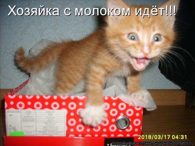 Хозяйка с молоком идёт!!!... Котоматрица: Хозяйка с молоком идёт!!!