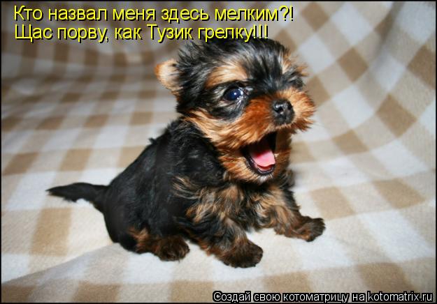 Кто назвал меня здесь мелким?! Щас порву, как Тузик грелку!!!... Котоматрица: Кто назвал меня здесь мелким?! Щас порву, как Тузик грелку!!!