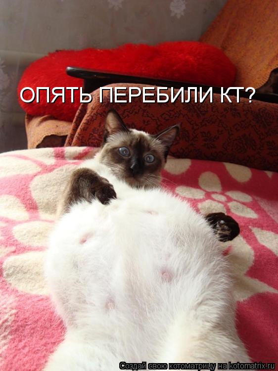 ОПЯТЬ ПЕРЕБИЛИ КТ? ОПЯТЬ ПЕРЕБИЛИ КТ?... Котоматрица: ОПЯТЬ ПЕРЕБИЛИ КТ? ОПЯТЬ ПЕРЕБИЛИ КТ?
