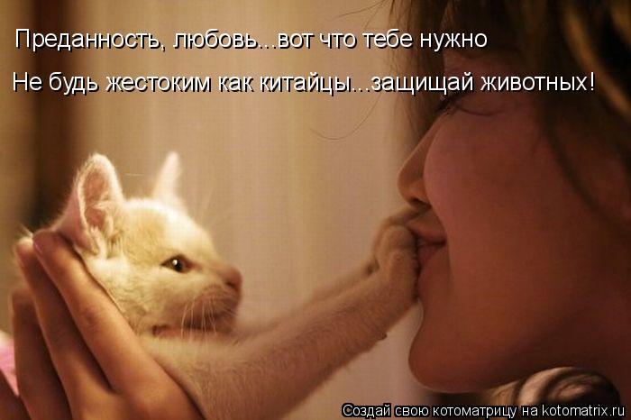 Преданность, любовь...вот что тебе нужно Не будь жестоким как китайцы...защищай животных!... Котоматрица: Преданность, любовь...вот что тебе нужно Не будь жестоким как китайцы...защищай животных!