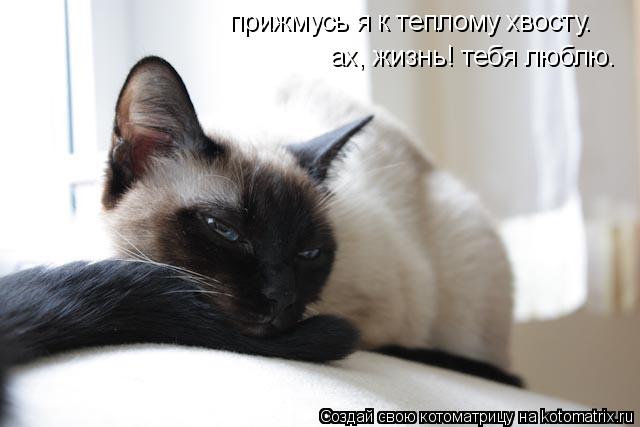 прижмусь я к теплому хвосту. ах, жизнь! тебя люблю.... Котоматрица: прижмусь я к теплому хвосту. ах, жизнь! тебя люблю.