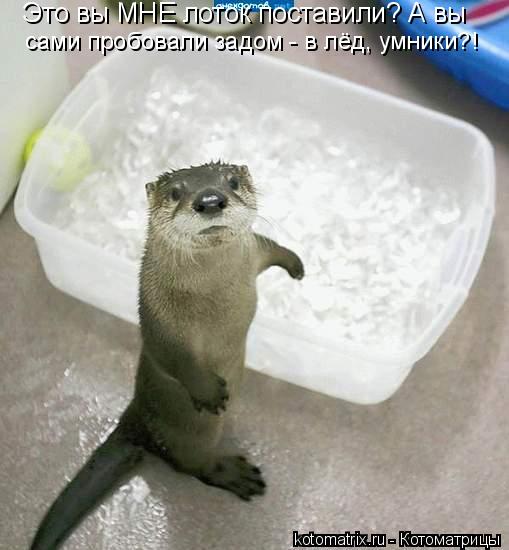 сами пробовали задом - в лёд, умники?! Это вы МНЕ лоток поставили? А вы... Котоматрица: сами пробовали задом - в лёд, умники?! Это вы МНЕ лоток поставили? А вы