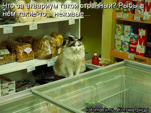 Что за аквариум такой странный? Рыбы в нём какие-то... неживые...... Котоматрица: Что за аквариум такой странный? Рыбы в нём какие-то... неживые...