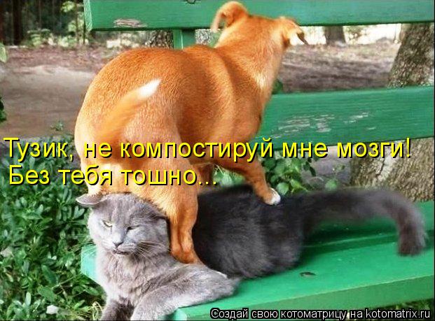 Тузик, не компостируй мне мозги! Без тебя тошно...... Котоматрица: Тузик, не компостируй мне мозги! Без тебя тошно...