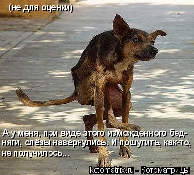 А у меня, при виде этого изможденного бед- няги, слёзы навернулись. И пошутить, как-то, не получилось... Котоматрица: А у меня, при виде этого изможденного бед- няги, слёзы навернулись. И пошутить, как-то, не получилось... (не для оценки)