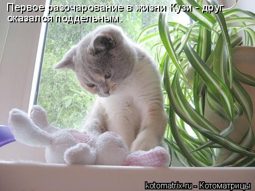 оказался поддельным. Первое разочарование в жизни Кузи - друг... Котоматрица: оказался поддельным. Первое разочарование в жизни Кузи - друг