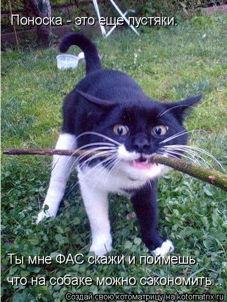 Ты мне ФАС скажи и поймешь, что на собаке можно сэкономить... Поноска - это еще пустяки.... Котоматрица: Ты мне ФАС скажи и поймешь, что на собаке можно сэкономить... Поноска - это еще пустяки.