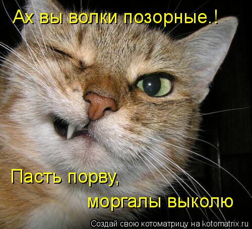 Ах вы волки позорные.! Пасть порву, моргалы выколю... Котоматрица: Ах вы волки позорные.! Пасть порву, моргалы выколю