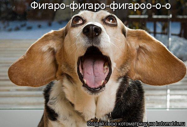 Фигаро-фигаро-фигароо-о-о... Котоматрица: Фигаро-фигаро-фигароо-о-о