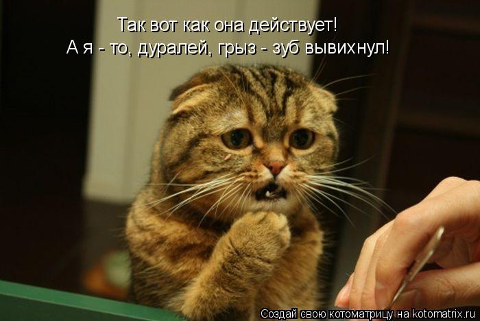 Так вот как она действует! А я - то, дуралей, грыз - зуб вывихнул!... Котоматрица: Так вот как она действует! А я - то, дуралей, грыз - зуб вывихнул!