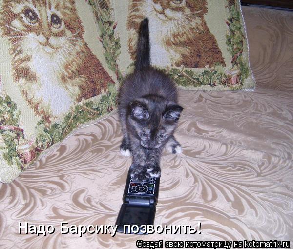 Надо Барсику позвонить!... Котоматрица: Надо Барсику позвонить!