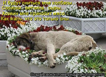 И будут сниться мне колбасы.. Хозяин мне приносит мясо... Как жаль, что это только сны.. Сосиски.. ве... Котоматрица: И будут сниться мне колбасы.. Хозяин мне приносит мясо... Как жаль, что это только сны.. Сосиски.. ветчина.. сыры..