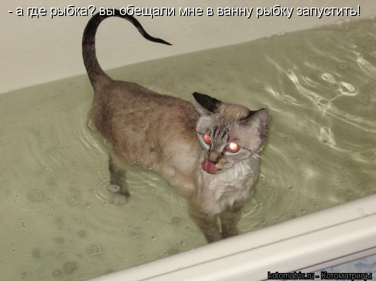 - а где рыбка? вы обещали мне в ванну рыбку запустить!... Котоматрица: - а где рыбка? вы обещали мне в ванну рыбку запустить!