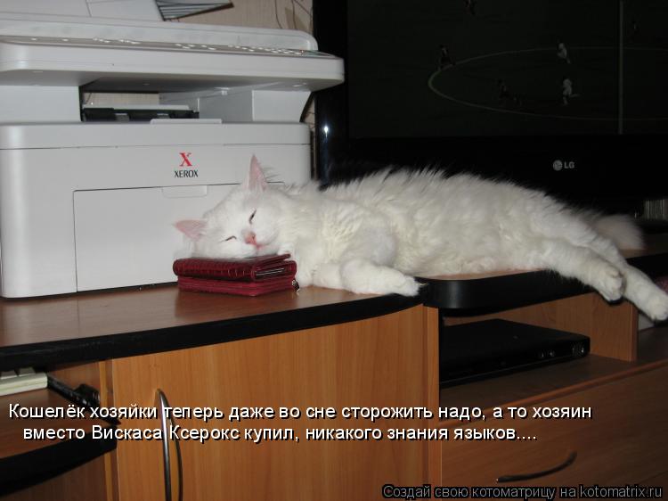 Кошелёк хозяйки теперь даже во сне сторожить надо, а то хозяин вместо Вискаса Ксерокс купил, никаког... Котоматрица: Кошелёк хозяйки теперь даже во сне сторожить надо, а то хозяин вместо Вискаса Ксерокс купил, никакого знания языков....