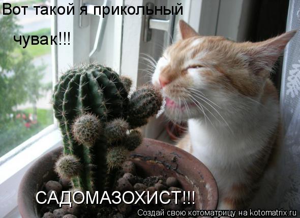 Вот такой я прикольный чувак!!! САДОМАЗОХИСТ!!!... Котоматрица: Вот такой я прикольный чувак!!! САДОМАЗОХИСТ!!!