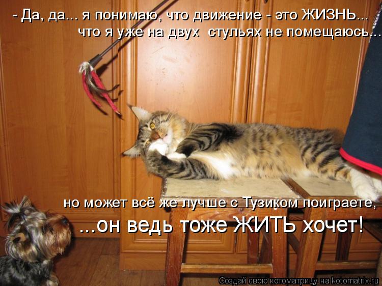 Котоматрица: - Да, да... я понимаю, что движение - это ЖИЗНЬ... что я уже на двух  стульях не помещаюсь... но может всё же лучше с Тузиком поиграете, ...он ведь то