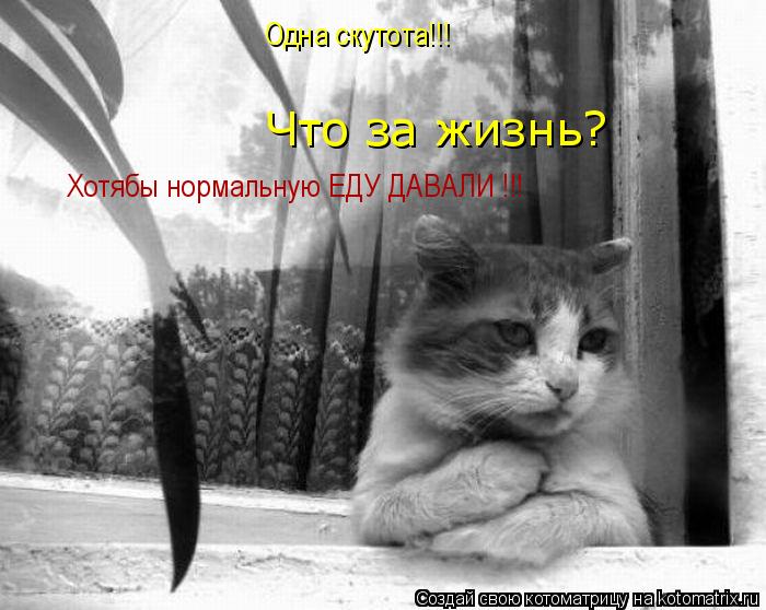 Что за жизнь? Одна скутота!!! Хотябы нормальную ЕДУ ДАВАЛИ !!!... Котоматрица: Что за жизнь? Одна скутота!!! Хотябы нормальную ЕДУ ДАВАЛИ !!!