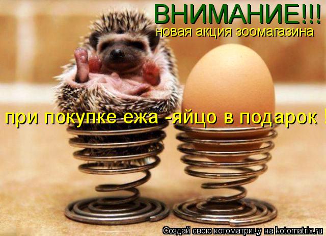 ВНИМАНИЕ!!! новая акция зоомагазина при покупке ежа -яйцо в подарок !... Котоматрица: ВНИМАНИЕ!!! новая акция зоомагазина при покупке ежа -яйцо в подарок !