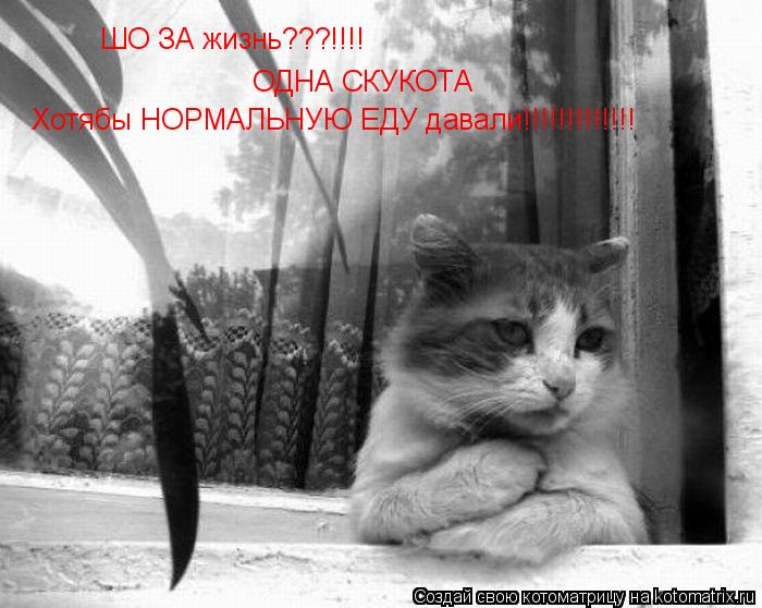 ШО ЗА жизнь???!!!! ОДНА СКУКОТА ОДНА СКУКОТА ОДНА СКУКОТА Хотябы НОРМАЛЬНУЮ ЕДУ давали!!!!!!!!!!!!!... Котоматрица: ШО ЗА жизнь???!!!! ОДНА СКУКОТА ОДНА СКУКОТА ОДНА СКУКОТА Хотябы НОРМАЛЬНУЮ ЕДУ давали!!!!!!!!!!!!!
