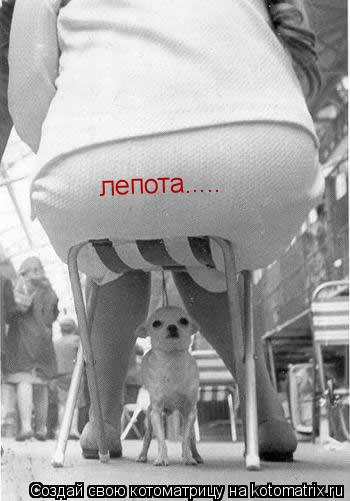 лепота........ Котоматрица: лепота.....