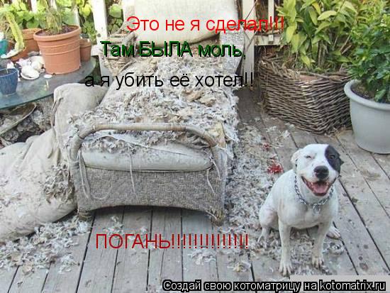 Это не я сделал!!! Там БЫЛА моль, а я убить её хотел!! ПОГАНЬ!!!!!!!!!!!!!!... Котоматрица: Это не я сделал!!! Там БЫЛА моль, а я убить её хотел!! ПОГАНЬ!!!!!!!!!!!!!!