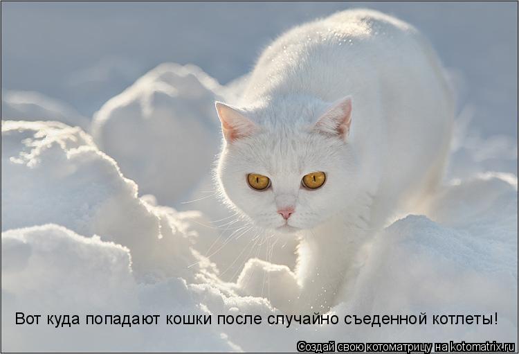 Вот куда попадают кошки после случайно съеденной котлеты!... Котоматрица: Вот куда попадают кошки после случайно съеденной котлеты!