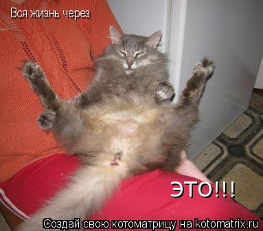 Вся жизнь через ЭТО!!!... Котоматрица: Вся жизнь через ЭТО!!!