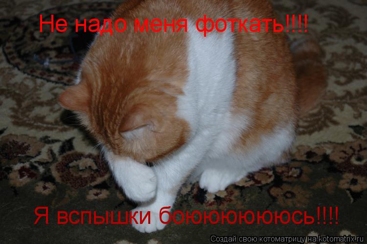 Не надо меня фоткать!!!! Я вспышки боююююююсь!!!!... Котоматрица: Не надо меня фоткать!!!! Я вспышки боююююююсь!!!!