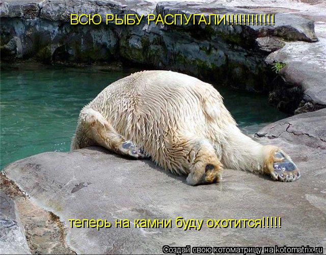ВСЮ РЫБУ РАСПУГАЛИ!!!!!!!!!!!! теперь на камни буду охотится!!!!!... Котоматрица: ВСЮ РЫБУ РАСПУГАЛИ!!!!!!!!!!!! теперь на камни буду охотится!!!!!