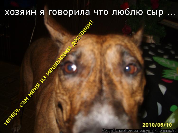 хозяин я говорила что люблю сыр ... теперь сам меня из мешеловки доставай!... Котоматрица: хозяин я говорила что люблю сыр ... теперь сам меня из мешеловки доставай!