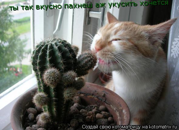 ты так вкусно пахнеш аж укусить хочется... Котоматрица: ты так вкусно пахнеш аж укусить хочется