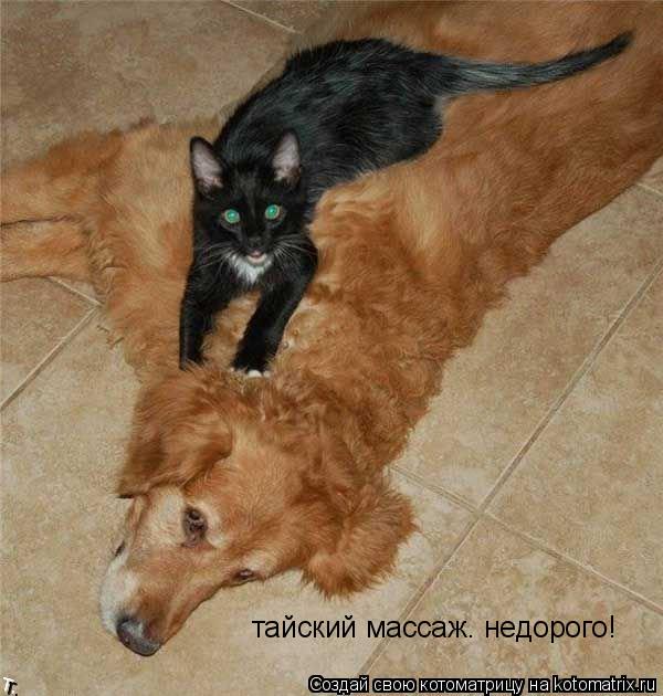 тайский массаж. недорого!... Котоматрица: тайский массаж. недорого!