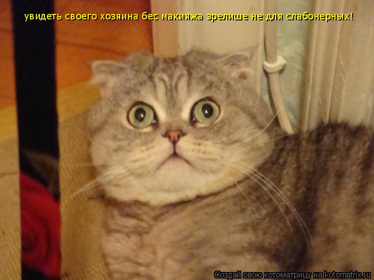 увидеть своего хозяина бес макияжа зрелише не для слабонерных!... Котоматрица: увидеть своего хозяина бес макияжа зрелише не для слабонерных!