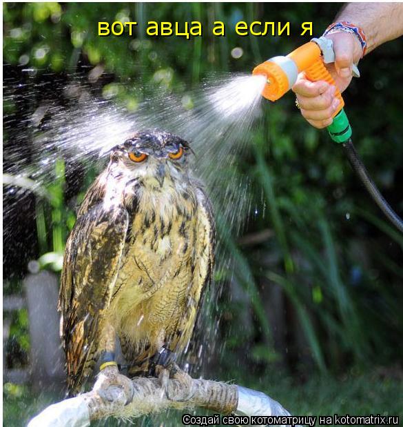 вот авца а если я... Котоматрица: вот авца а если я