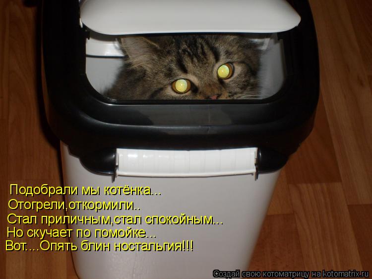 Подобрали мы котёнка... Отогрели,откормили.. Стал приличным,стал спокойным... Но скучает по помойке..... Котоматрица: Подобрали мы котёнка... Отогрели,откормили.. Стал приличным,стал спокойным... Но скучает по помойке... Вот....Опять блин ностальгия!!!