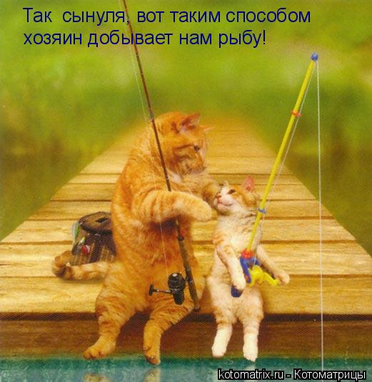 Так сынуля, вот таким способом хозяин добывает нам рыбу!... Котоматрица: Так сынуля, вот таким способом хозяин добывает нам рыбу!