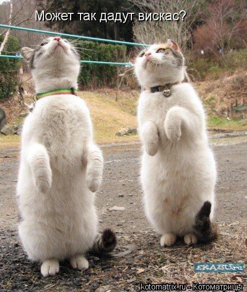 Может так дадут вискас?... Котоматрица: Может так дадут вискас?