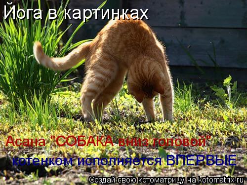 Йога в картинках Асана "СОБАКА вниз головой" котенком исполняется ВПЕРВЫЕ... Котоматрица: Йога в картинках Асана "СОБАКА вниз головой" котенком исполняется ВПЕРВЫЕ